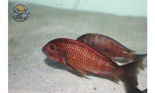 Petrochromis Tropheus Quarantaine
